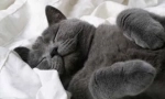 Характеристики на котешки сън